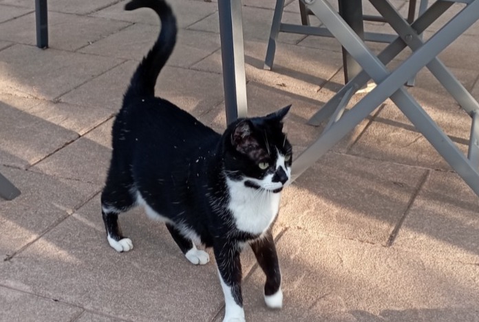 Fundmeldung Katze Unbekannt Lorry-lès-Metz Frankreich