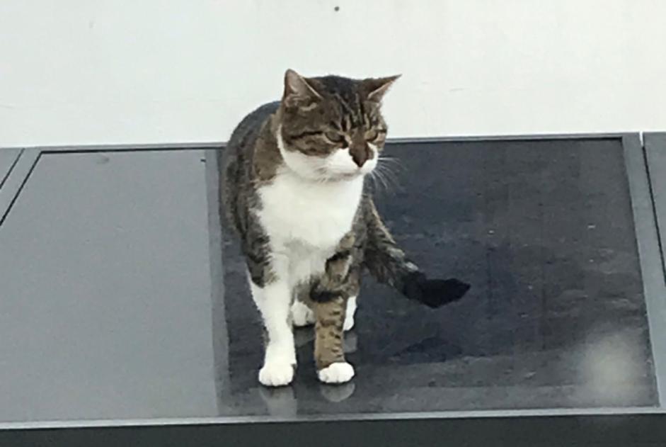 Vermisstmeldung Katze  Weiblich , 5 jahre Amnéville Frankreich