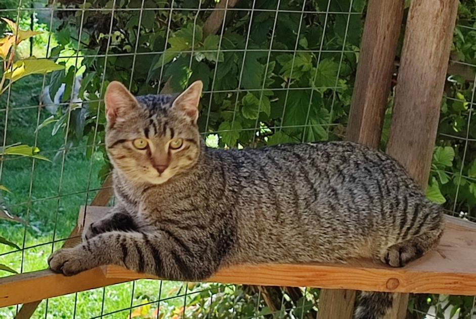 Vermisstmeldung Katze rassenmischung Männliche , 1 jahre Saint-Jean-Kourtzerode Frankreich