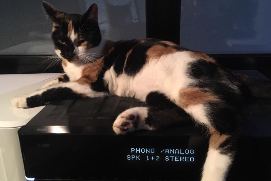 Disappearance alert Cat  Female , 3 years Château-Salins France