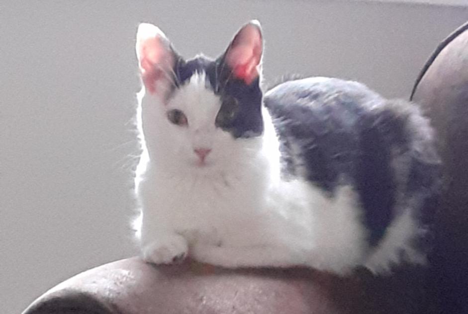 Disappearance alert Cat  Male , 2 years Metz France