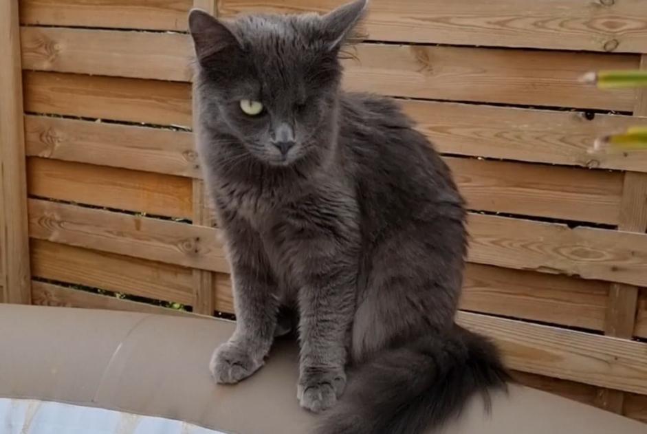 Disappearance alert Cat Female , 1 years Richemont France