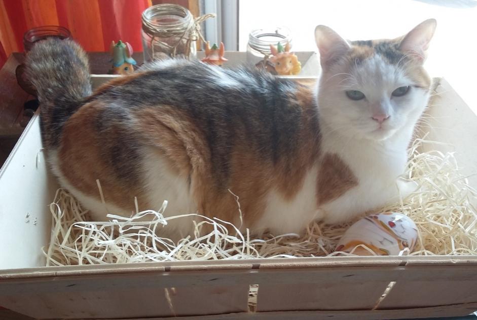 Disappearance alert Cat Female , 1 years Phalsbourg France