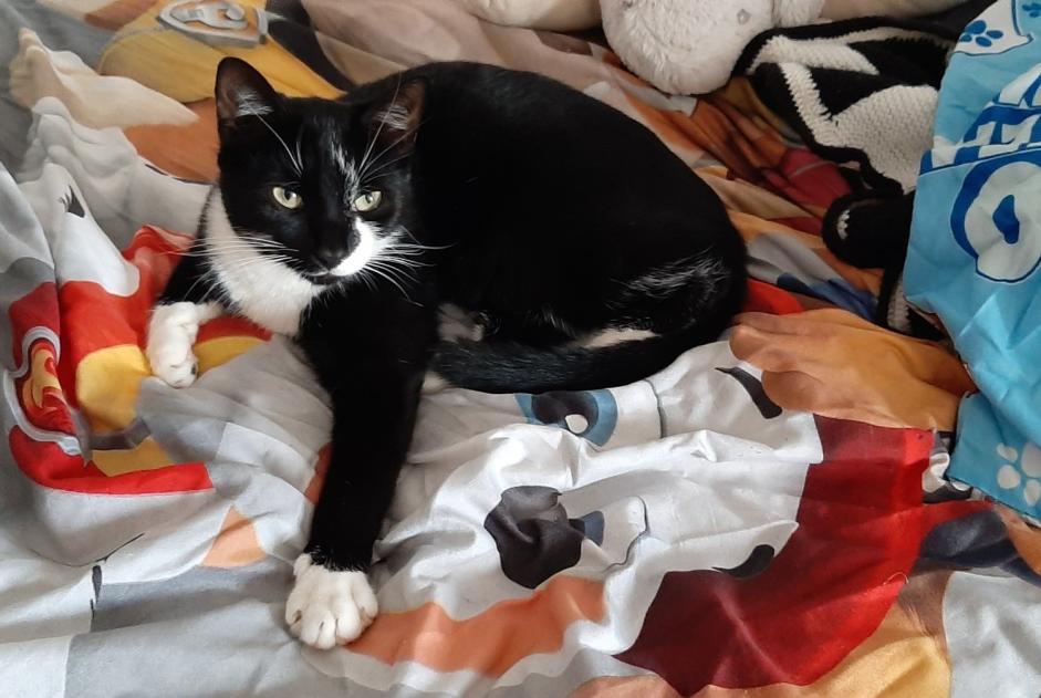 Disappearance alert Cat Male , 1 years Inglange France