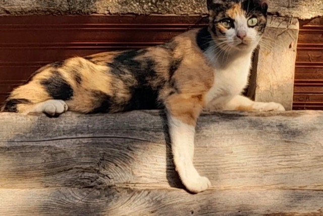 Disappearance alert Cat miscegenation Female , 2 years Stiring-Wendel France