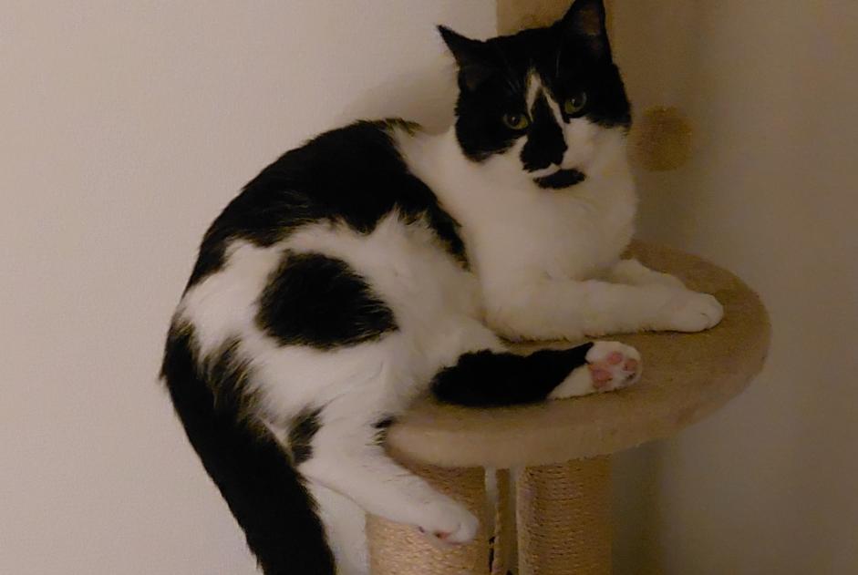 Disappearance alert Cat Female , 3 years Fontoy France