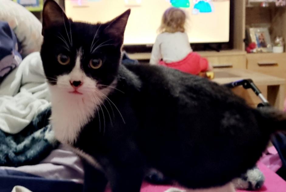 Disappearance alert Cat  Male , 2 years Freyming-Merlebach France