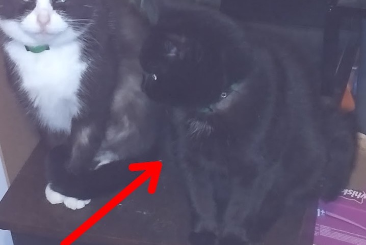 Disappearance alert Cat miscegenation Male , 1 years Knutange France