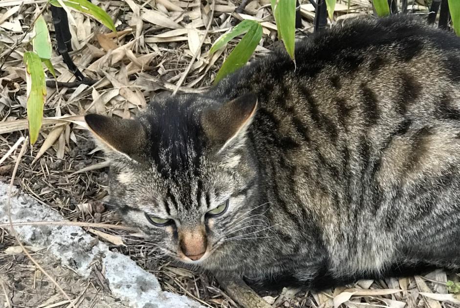 Disappearance alert Cat  Male , 3 years Bliesbruck France