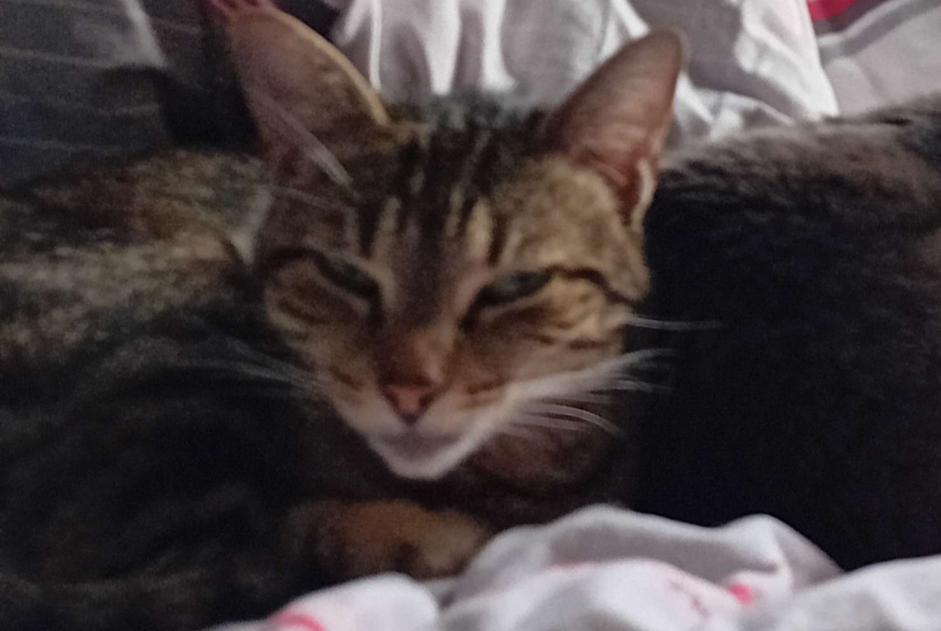 Disappearance alert Cat  Female , 5 years L' Hôpital France
