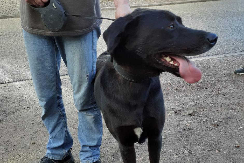 Discovery alert Dog Female Holving France