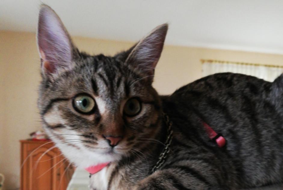 Alerta de Desaparición Gato  Hembra , 1 años Sarreguemines Francia