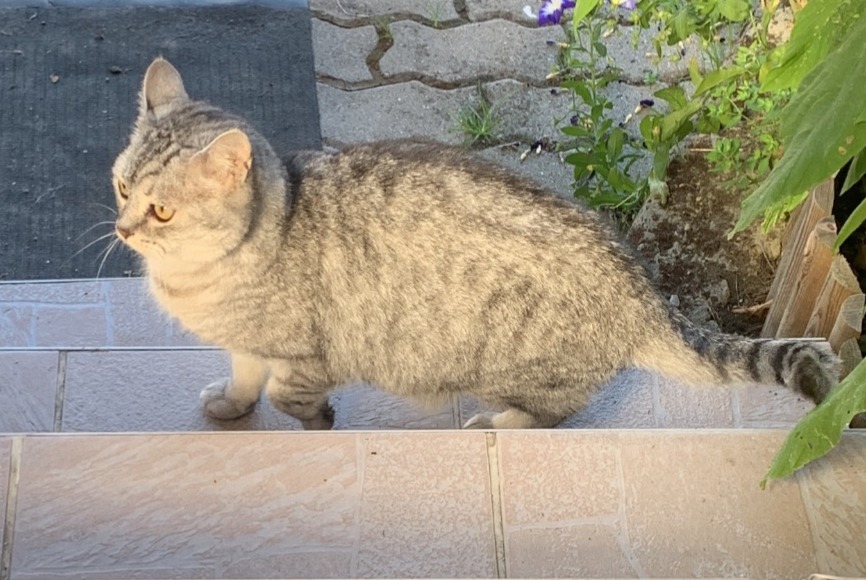 Alerta de Desaparición Gato Hembra , 8 años Malroy Francia