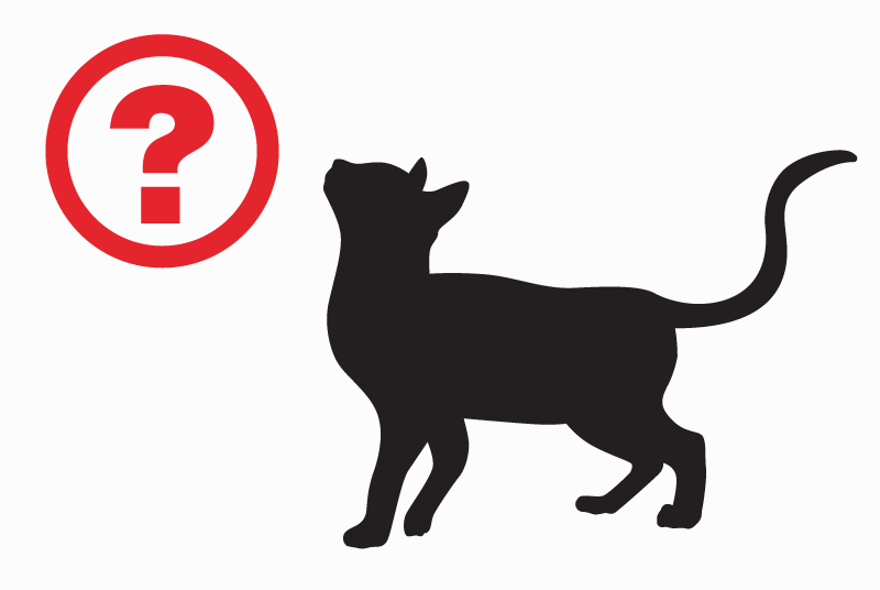 Alerta de Desaparición Gato cruce Hembra , 4 años Talange Francia Alerta de Desaparición Gato cruce Hembra , 4 años Talange Francia