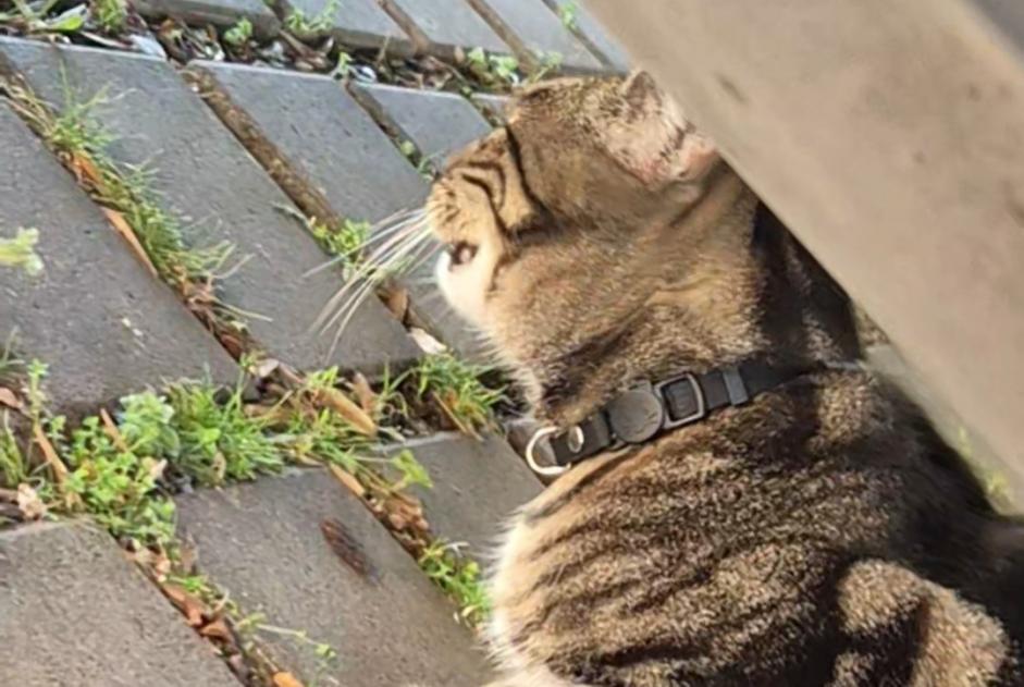Alerta de Hallazgo Gato  Desconocido Thionville Francia
