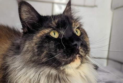 Alerte Disparition Chat Femelle , 1 ans Béchy France Alerte Disparition Chat Femelle , 1 ans Béchy France