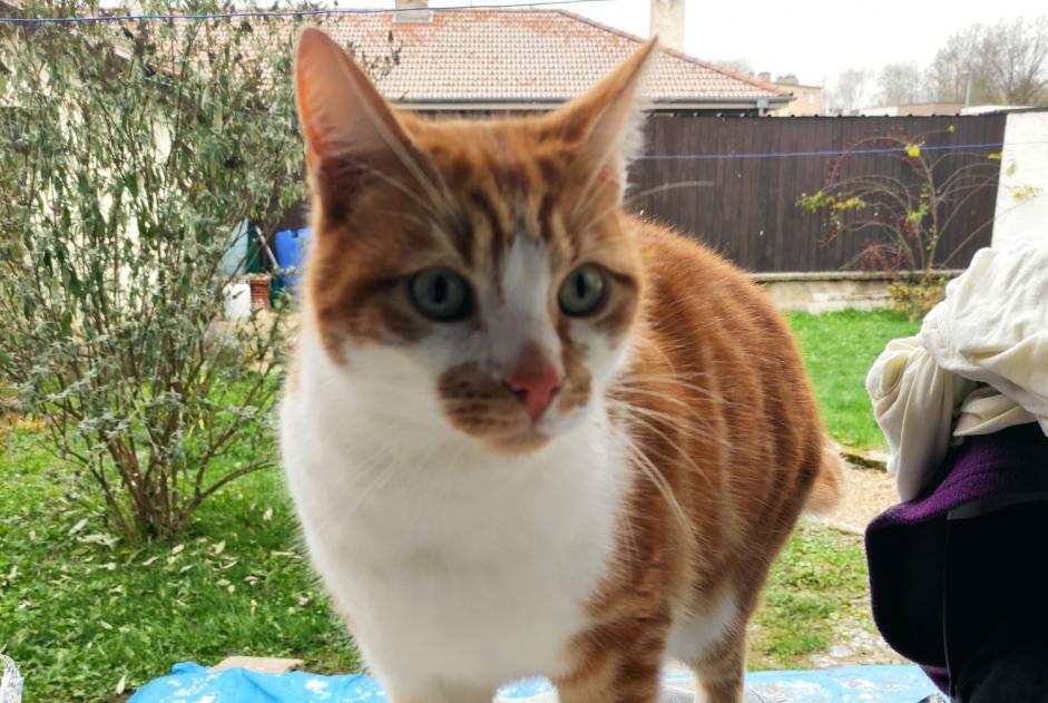 Alerte Découverte Chat Femelle Terville France