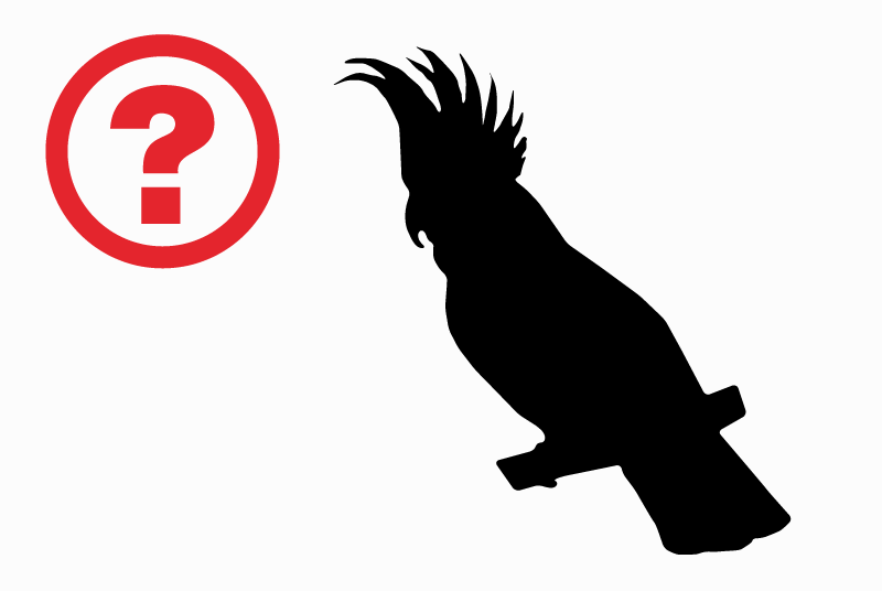 Vermisstmeldung Vogel Weiblich , 2025 jahre Metz Frankreich