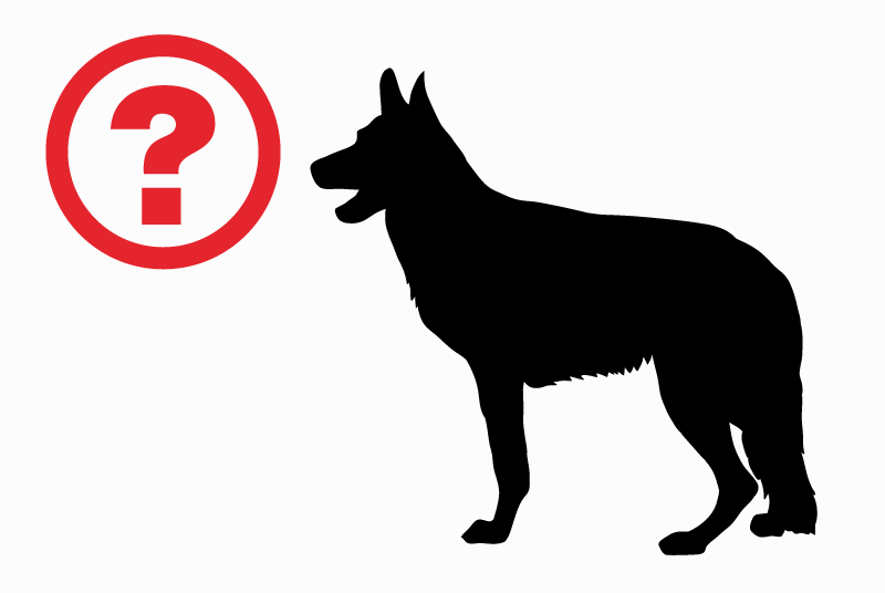 Verdwijningsalarm Hond rassenvermenging Mannetje , 3 jaar Fameck Frankrijk