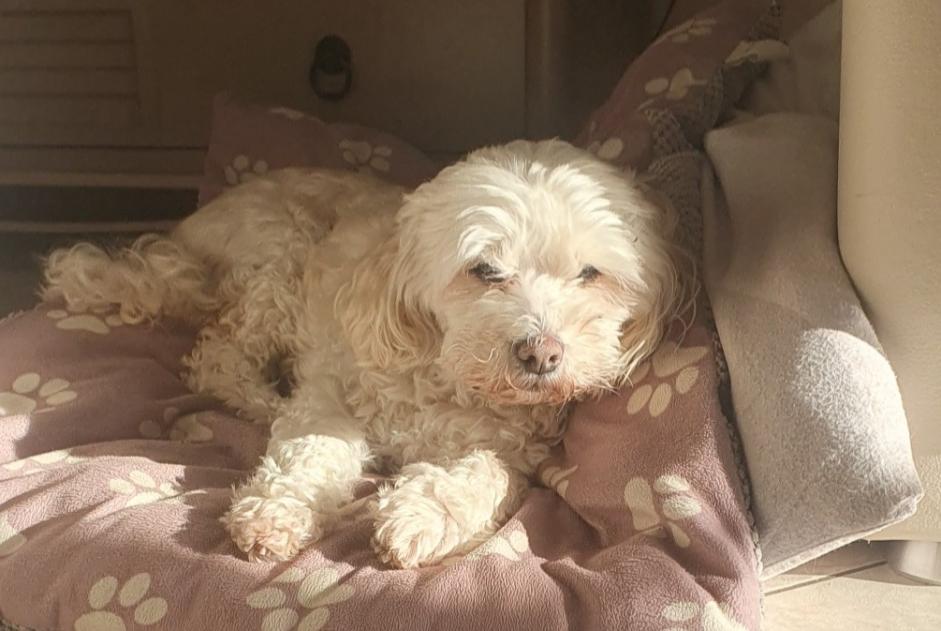 Avviso scomparsa Cane incrocio di razze Femmina , 18 anni Hérange Francia