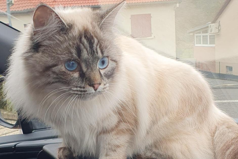 Avviso scomparsa Gatto Femmina , 2 anni Wittring Francia