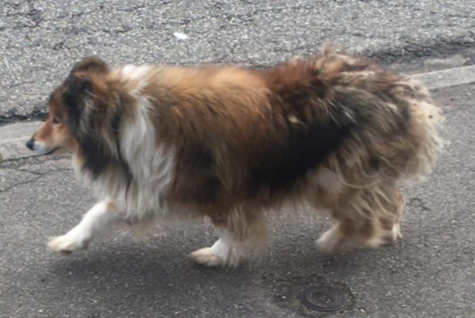 Verdwijningsalarm Hond  Mannetje , 12 jaar Walschbronn Frankrijk